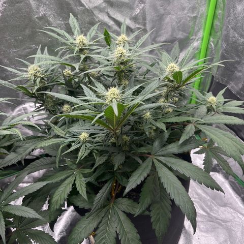 Diamond milk growlog timeline photo