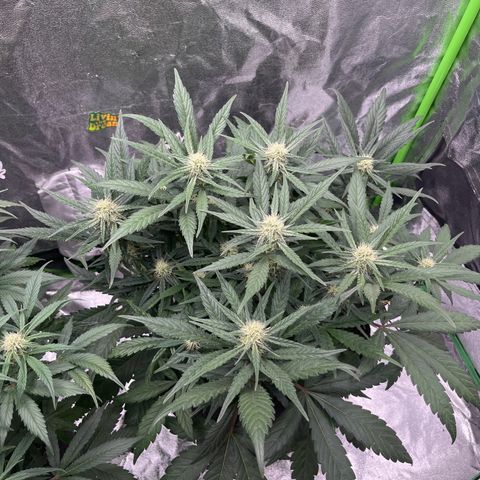 Diamond milk growlog timeline photo