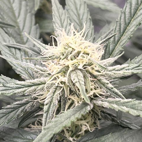Diamond milk growlog timeline photo