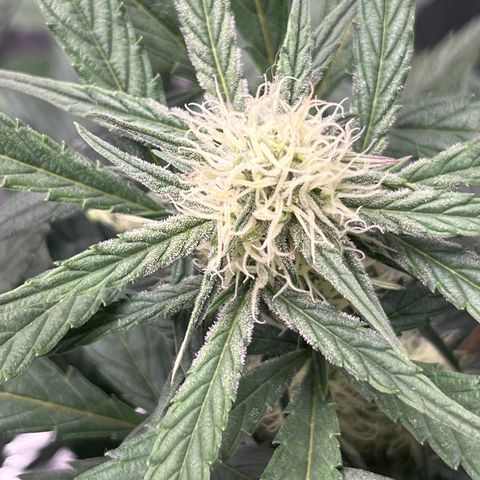 Diamond milk growlog timeline photo