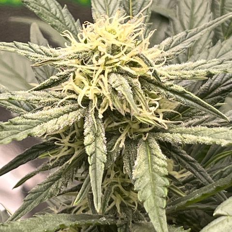 Diamond milk growlog timeline photo