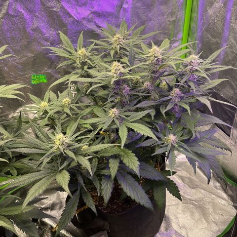 Diamond milk growlog timeline photo