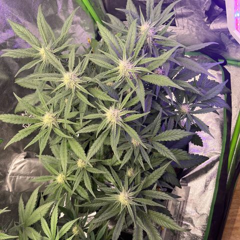 Diamond milk growlog timeline photo