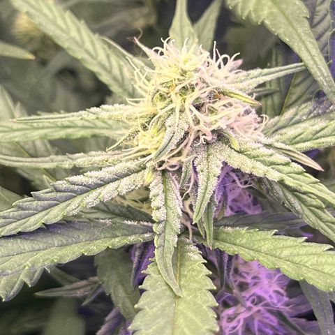 Diamond milk growlog timeline photo