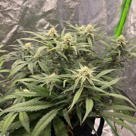 Diamond milk growlog timeline photo
