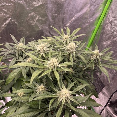 Diamond milk growlog timeline photo
