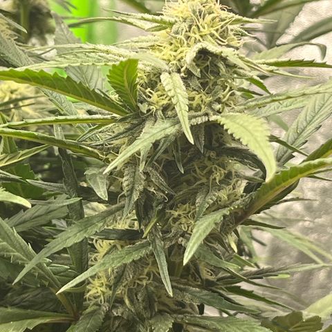 Diamond milk growlog timeline photo