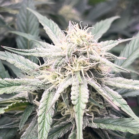 Diamond milk growlog timeline photo