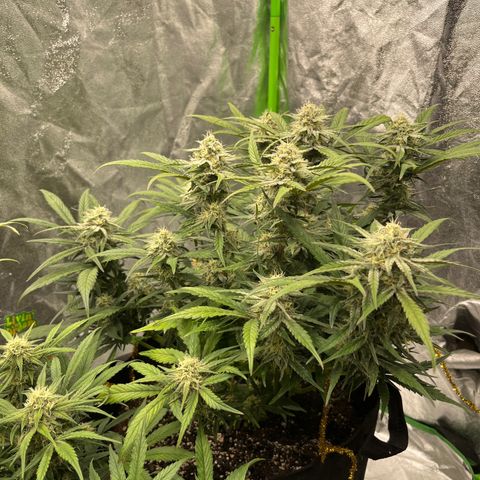 Diamond milk growlog timeline photo