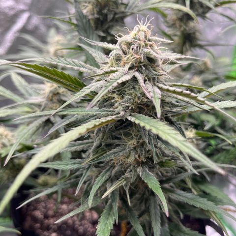 Diamond milk growlog timeline photo
