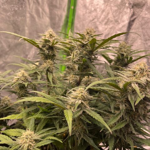 Diamond milk growlog timeline photo