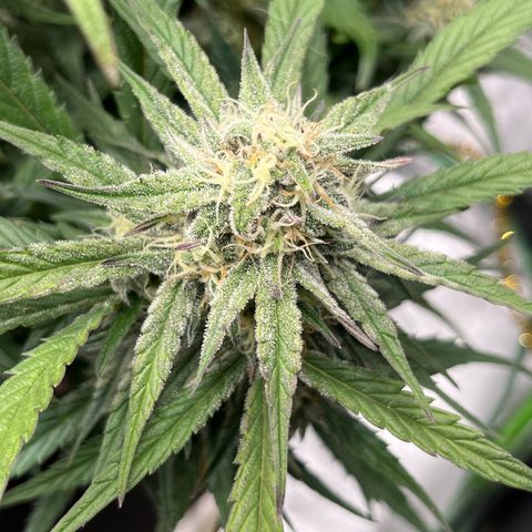 Diamond milk growlog timeline photo