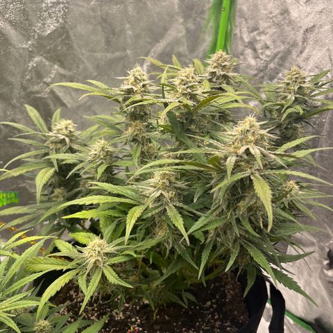 Diamond milk growlog timeline photo