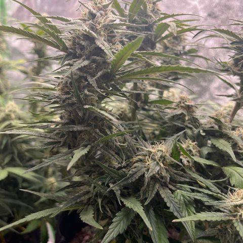 Diamond milk growlog timeline photo