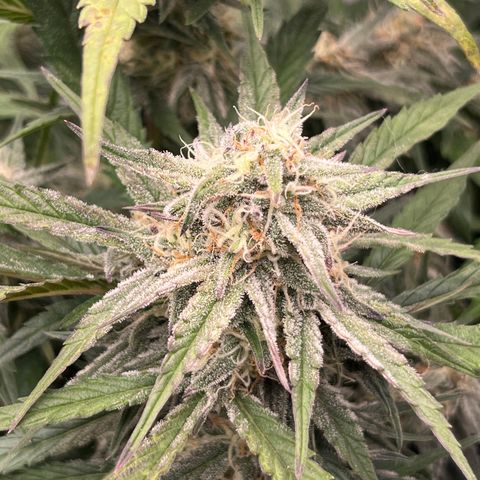Diamond milk growlog timeline photo