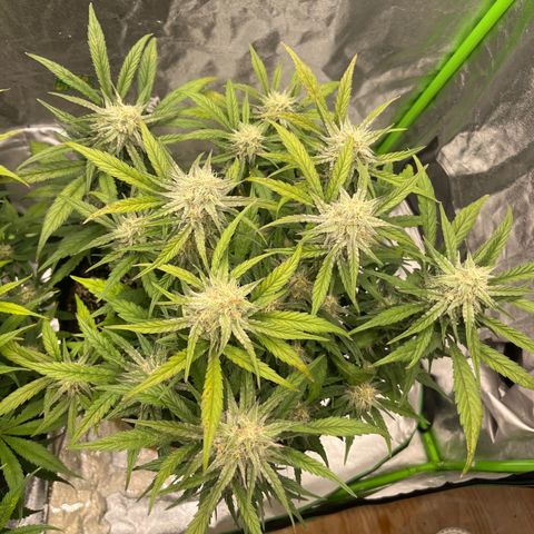 Diamond milk growlog timeline photo