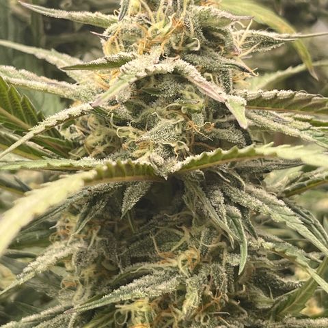 Diamond milk growlog timeline photo