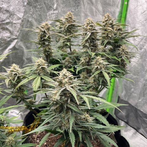 Diamond milk growlog timeline photo