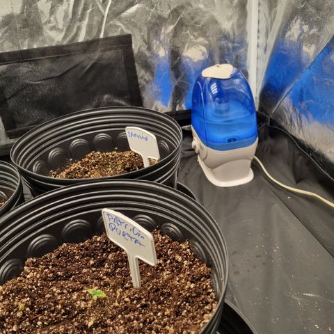 Bluetooth ( blueberry BSF) growlog photo: Umidificador com objetivo de ter média de 80%