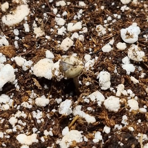 Bluetooth ( blueberry BSF) growlog timeline photo