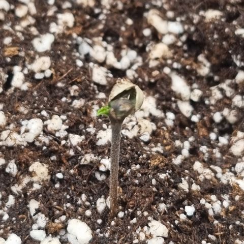 Bluetooth ( blueberry BSF) growlog timeline photo