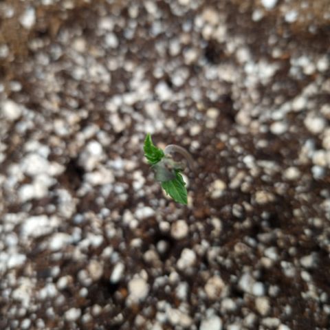 Bluetooth ( blueberry BSF) growlog timeline photo