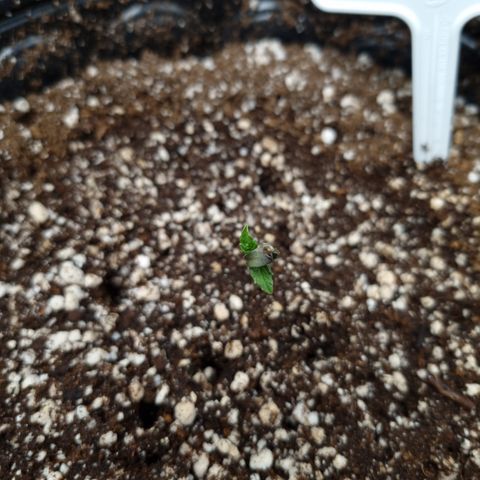 Bluetooth ( blueberry BSF) growlog timeline photo