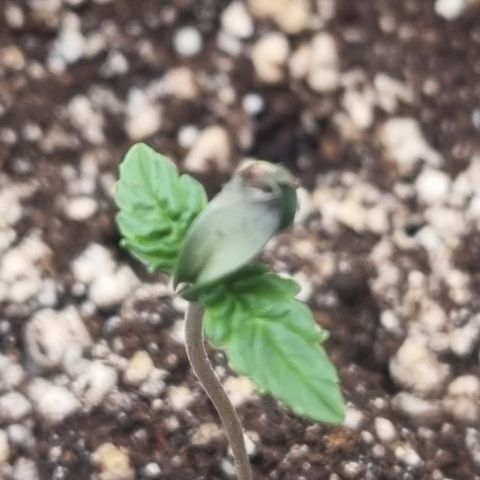 Bluetooth ( blueberry BSF) growlog timeline photo