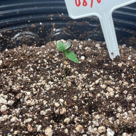 Bluetooth ( blueberry BSF) growlog timeline photo