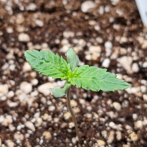 Bluetooth ( blueberry BSF) growlog timeline photo