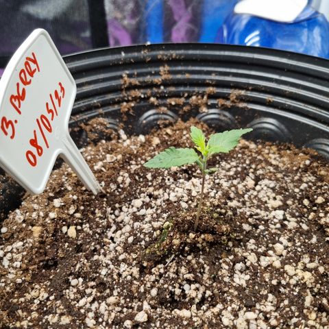 Bluetooth ( blueberry BSF) growlog timeline photo