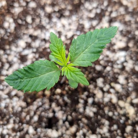 Bluetooth ( blueberry BSF) growlog timeline photo