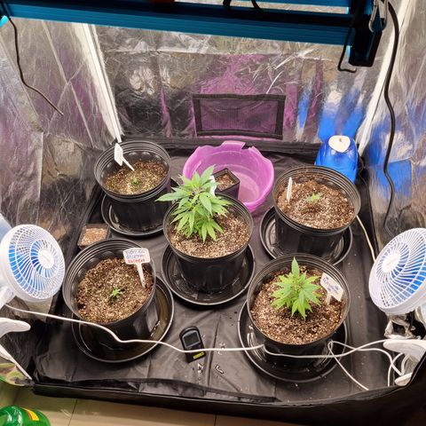 Bluetooth ( blueberry BSF) growlog timeline photo