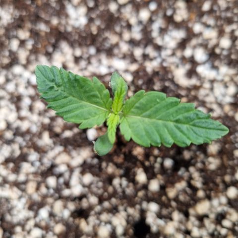 Bluetooth ( blueberry BSF) growlog timeline photo