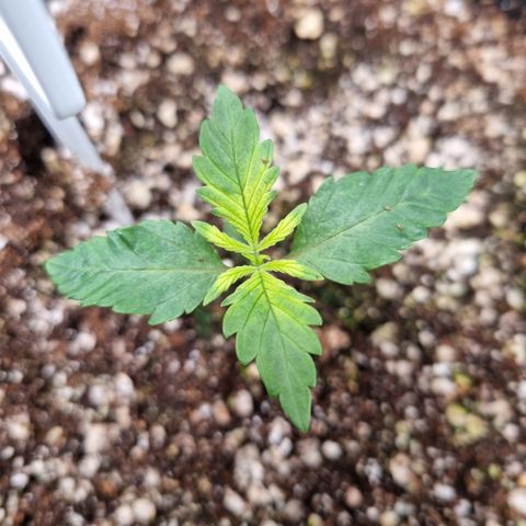 Bluetooth ( blueberry BSF) growlog timeline photo