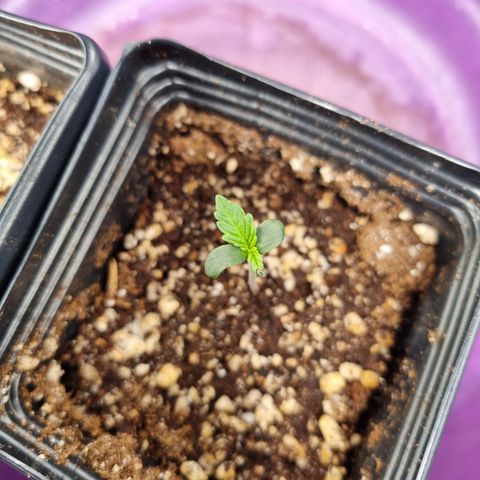 Angela the fat banana growlog timeline photo