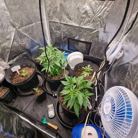 Bluetooth ( blueberry BSF) growlog photo: Sistema novo