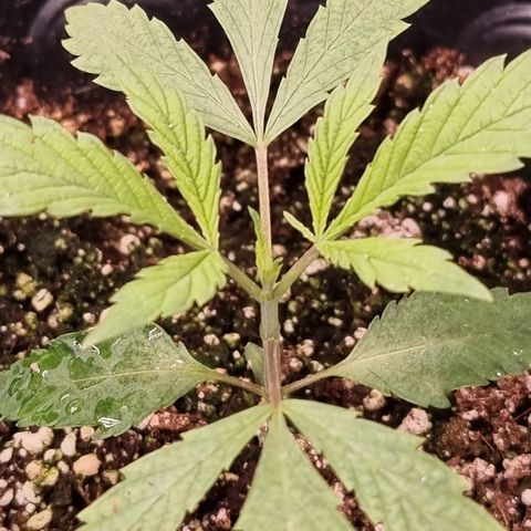 Bluetooth ( blueberry BSF) growlog timeline photo
