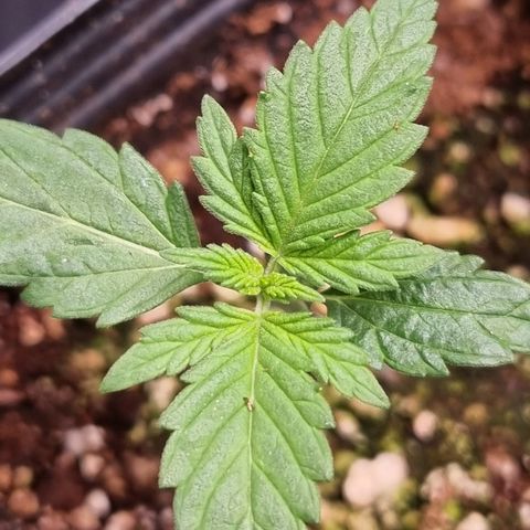 Angela the fat banana growlog timeline photo
