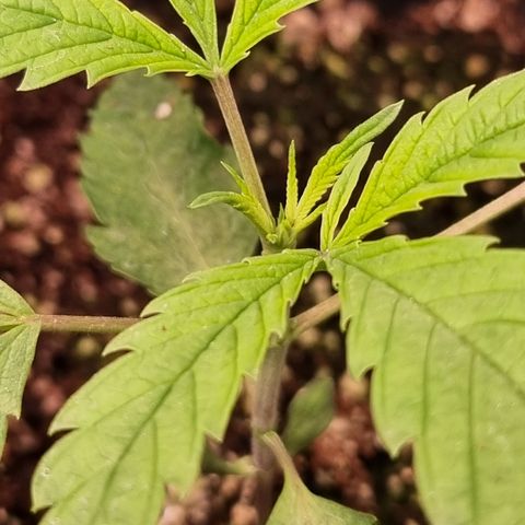 Bluetooth ( blueberry BSF) growlog timeline photo
