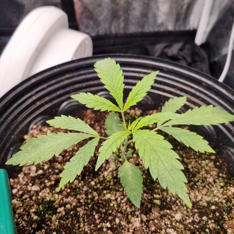 Bluetooth ( blueberry BSF) growlog timeline photo