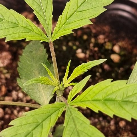 Bluetooth ( blueberry BSF) growlog timeline photo