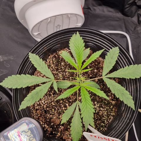 Bluetooth ( blueberry BSF) growlog timeline photo
