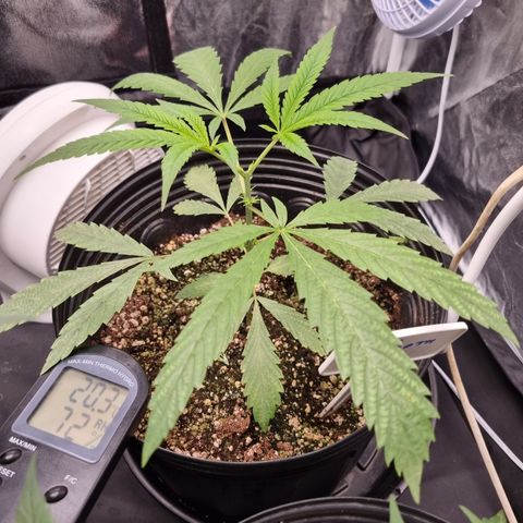 Bluetooth ( blueberry BSF) growlog timeline photo