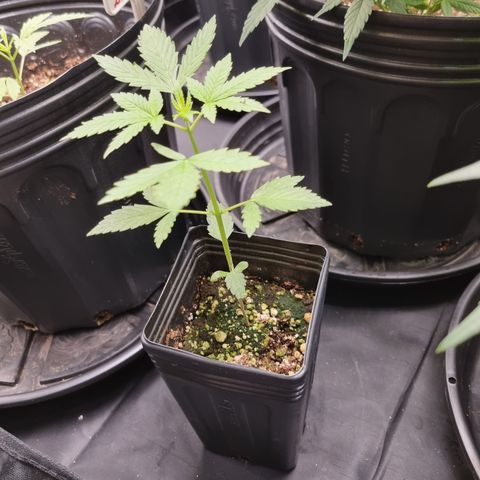 Angela the fat banana growlog timeline photo