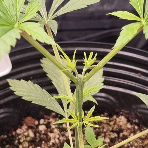 Bluetooth ( blueberry BSF) growlog timeline photo