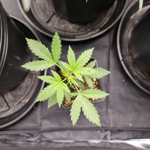 Angela the fat banana growlog timeline photo