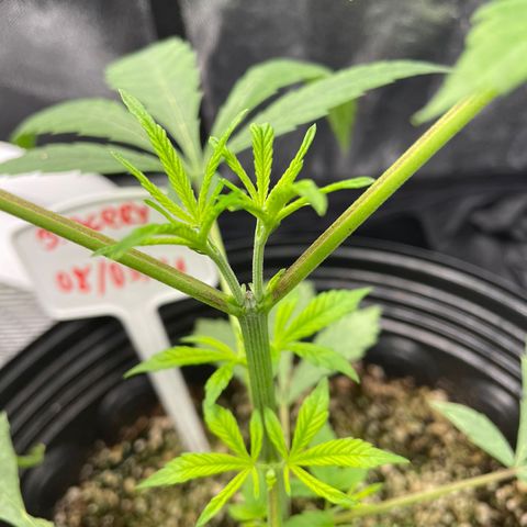Bluetooth ( blueberry BSF) growlog timeline photo