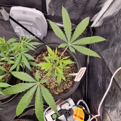 Bluetooth ( blueberry BSF) growlog timeline photo