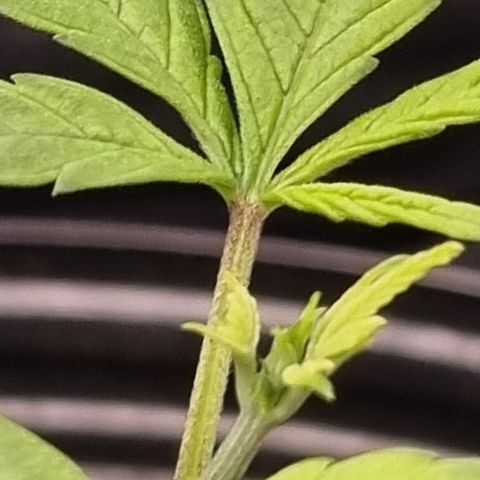 Bluetooth ( blueberry BSF) growlog timeline photo